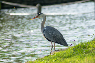 Fototapeta premium great blue heron