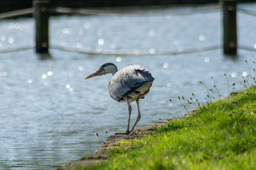 great blue heron