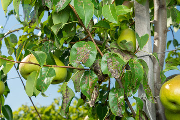 pear tree disease on the leaves and bark. The concept of chemical garden protection