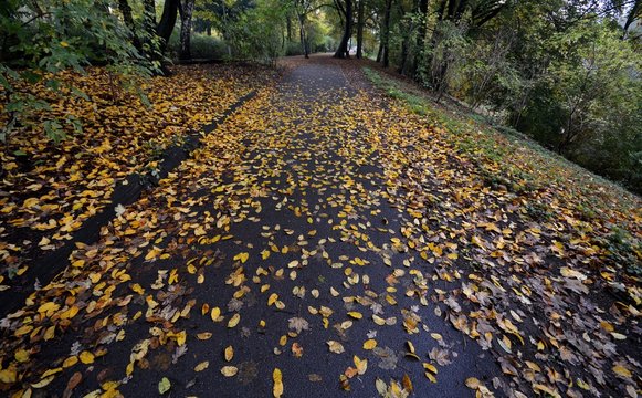 Autumnal Impressions from City Park (Fennsee) in Berlin Wilmersdorf from October 25, 2016, Germany 