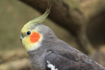 Nymphensittich von der Seite