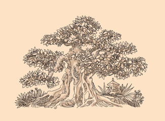 Deciduous bonsai, sketch, small gift.
