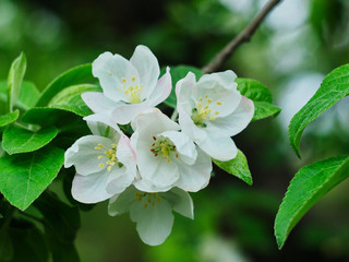 Obraz na płótnie Canvas blooming apple tree branch on a blurred background