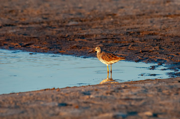 Yellow Legs