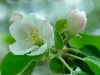  apple flower closeup