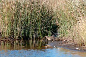 Clapper Rail 2
