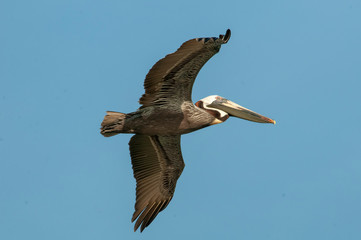 Brown Pelican in Flight