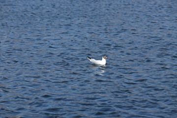 The wild lonely Seagull floats in the blue waves of the sea.