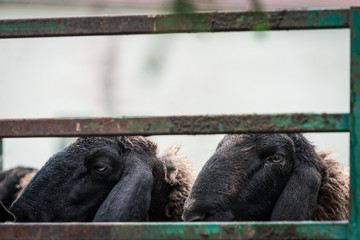 Sheeps with black head in a wooden corral