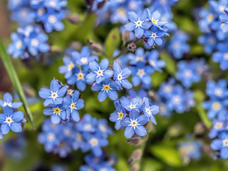 Fototapeta premium Bunch of Forget-me-not flowers