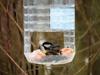 blue tit on bird feeder