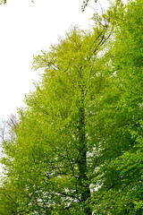 Typical landscape in the forests of Transylvania, Romania. Green landscape in the midsummer, in a sunny day