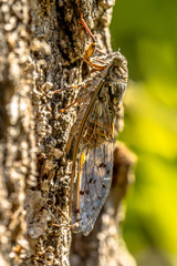 Cicada insect camouflage