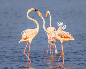 Four Flamingos socialising