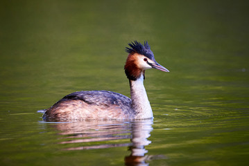 Great crested grebe ( Podiceps cristatus ) searching for fish