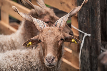 sheep with horns in a wooden pile eat grass