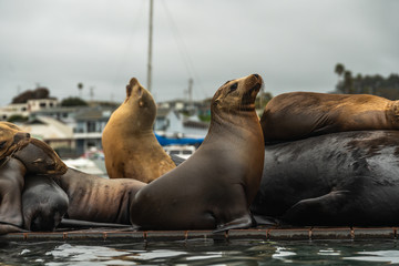 Sea Lions Close Up, Seal Colony on a Floating Dock