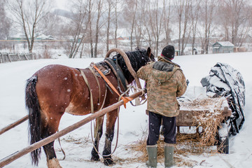 horses in winter	