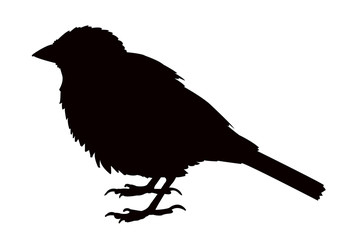 a sparrow body silhouette vector
