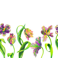 Floral set. Pencil illustration of blooming tulip flowers isloated on white. Botanical elements.