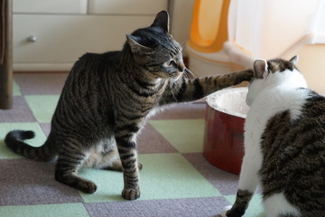 猫達の日常