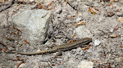 Podarcis muralis  - common wall lizard  in its natural habitat