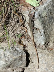 Podarcis muralis  - common wall lizard  in his natural habitat