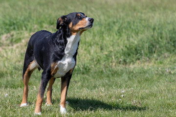 Appenzeller Sennenhund. The dog is standing in the park in spring. Portrait of a Appenzeller Mountain Dog