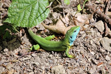 Naklejka na ściany i meble European green lizard - Lacerta agilis - in his natural habitat 