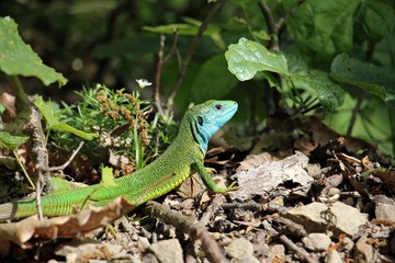 Fototapeta premium European green lizard - Lacerta agilis - in his natural habitat 