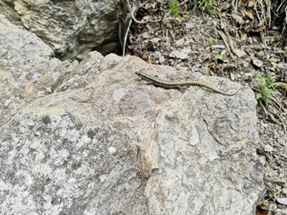 Podarcis muralis  - common wall lizard  in its natural habitat