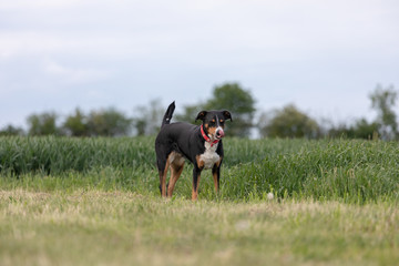 Appenzeller Sennenhund. The dog is standing in the park in spring. Portrait of a Appenzeller Mountain Dog