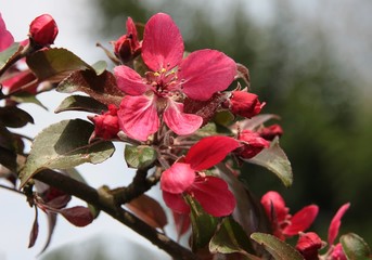 pink flowers of crabapple tree at spring