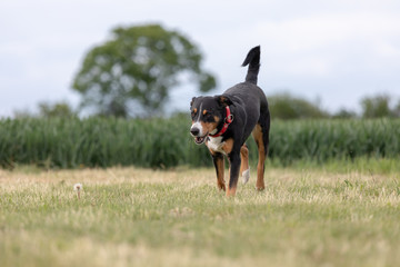 a appenzeller mountain dog running on the grass
