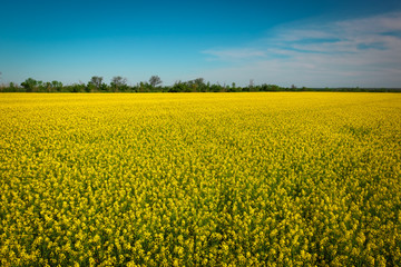 Obraz premium Yellow field rapeseed in bloom. Wide angle view of a beautiful field of bright canola in front of a forest