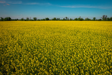 Obraz premium Yellow field rapeseed in bloom. Wide angle view of a beautiful field of bright canola in front of a forest