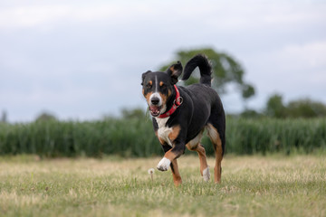 a appenzeller mountain dog running on the grass