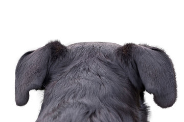 appenzeller mountain dog looking and staring somewhere, from behind back rear torso, isolated on...