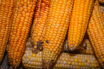  Fresh ripe corn cobs 
