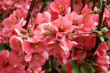 pink,pretty flowers of chaenomeles japonica bush at spring