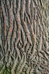 The texture of the bark of an old tree slightly overgrown with moss