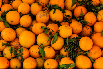 Background of the many fresh ripe orange fruits