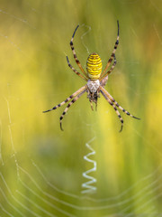 Wasp spider waiting for prey