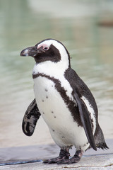 Fototapeta premium penguin