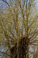 trees in park at spring