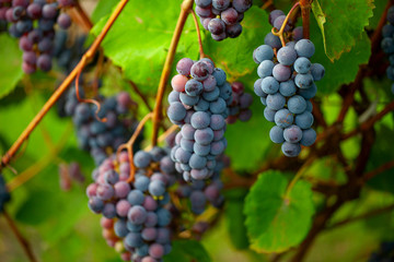 beautiful grapes growing