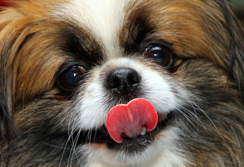 Cute pekingese looks at the camera with an extended tongue.