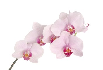 Naklejka na ściany i meble pink flowers of orchid Phalaenopsis plant close up