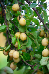 yellow plums growing