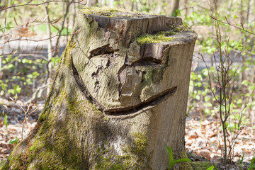 Gesicht auf Baumstumpf 